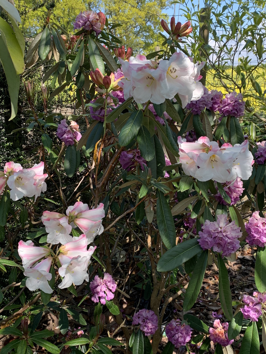 lindleyi Geordie Sherriff